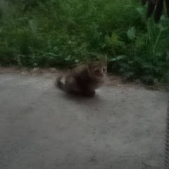 野良猫たちは懐かないアイコン画像