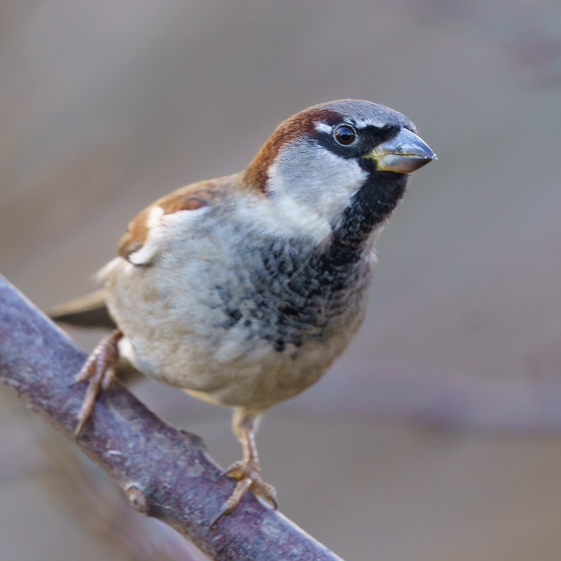 SallySparrow
