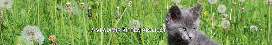 Vladimir Kitten Project YouTube channel avatar