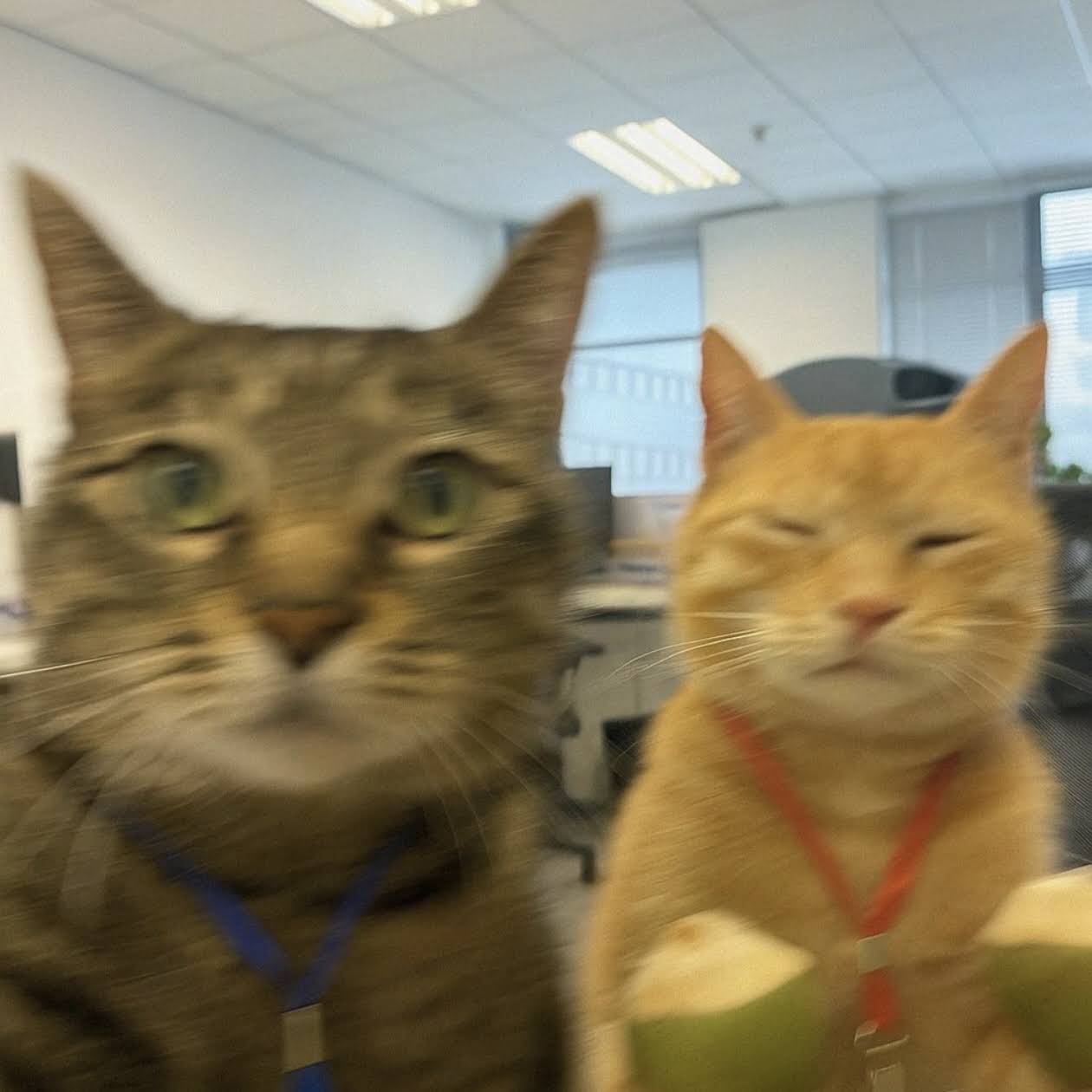 Post from Catherine Ren