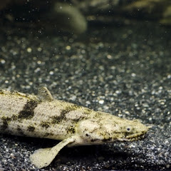 古代魚が大好きな人アイコン画像