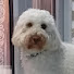 Yl8dP-rHGaM-channel-avatar-Lucy, Casper, Izzy and Soph 