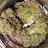 @Came2FYB Avatar