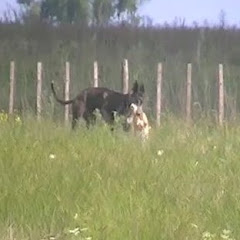 los galgos de juan gabriel