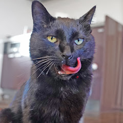 猫の黒ちゃんねる2nd【サブチャンネル】