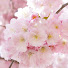 nq1QvclY_Cw-channel-avatar-大人の女ひとり旅 ・さくら🌸