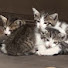 5HygdSehxNU-channel-avatar-となりの空き家ねこ