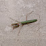 udZw-keqoto-channel-avatar-Dzarn8