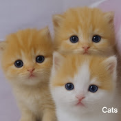 beautiful cats 