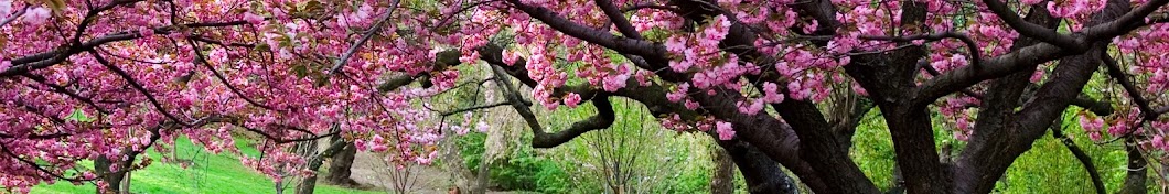 ChErrY bLoSSomS Аватар канала YouTube