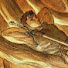 8fx-KK1e-jw-channel-avatar-Koi Ki Kan