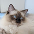 A7YJbA1PqfY-channel-avatar-Zeus & Maisy