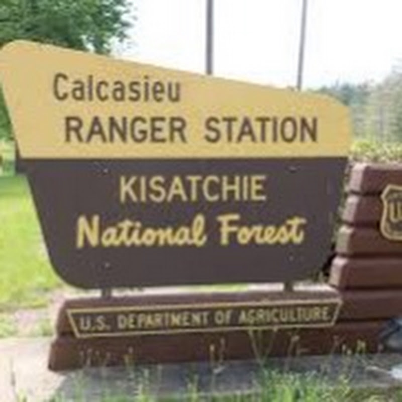 bald eagle logo