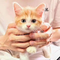 のんチャンネル