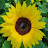 @sunflower-0603