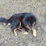 SOq5tQRcd3M-channel-avatar-@Rahul uk Dog
