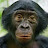@BonoboPaBo