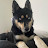 @AnOvergrownPomsky Avatar
