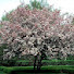 jY9mm8CrS2s-channel-avatar-The Crabapple Cottage