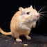 LWk4aF6oyI0-channel-avatar-Cat TV Studio