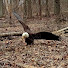 mgwpSvy3lqQ-channel-avatar-Hidden Wildlife Trail Cams