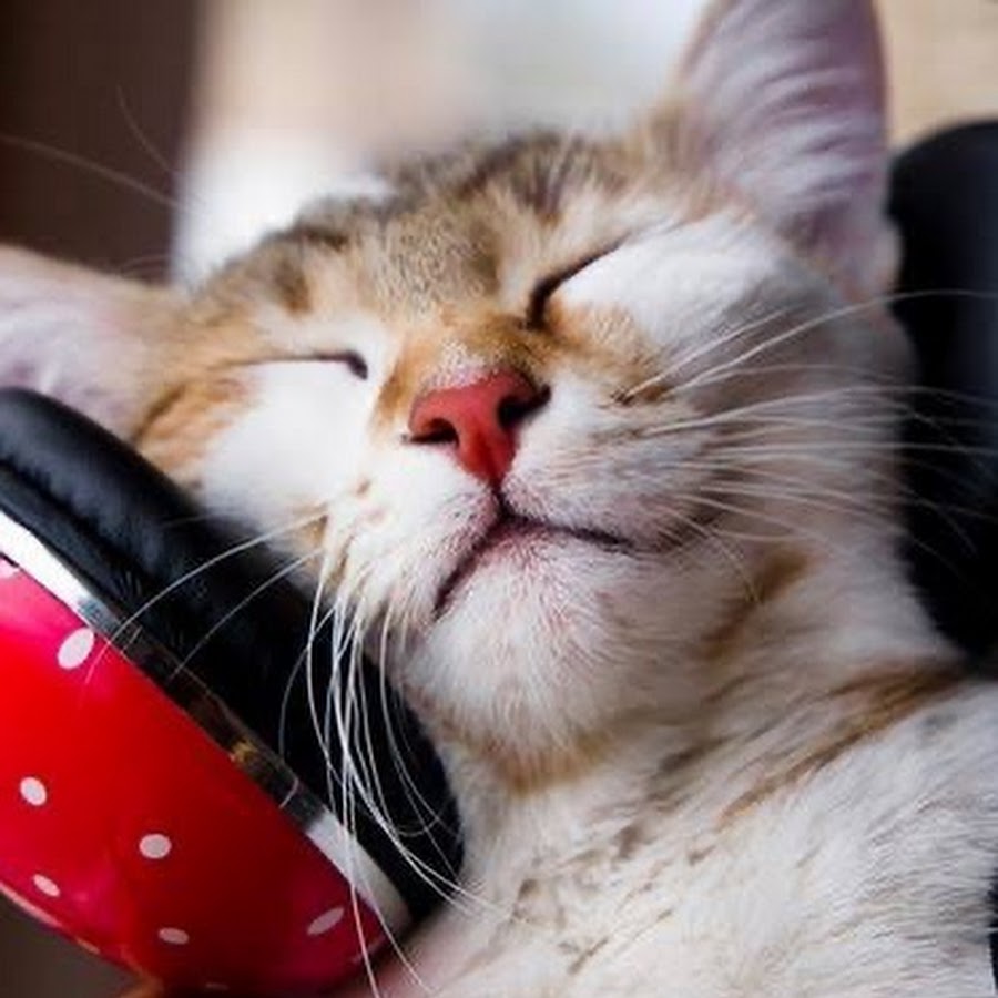 Бодрая утренняя музыка. Музыкальный котик. Котенок в наушниках. Кошка с наушниками. Кот слушает музыку.