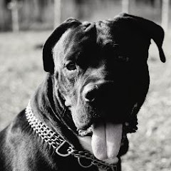 jordan_bulldog_muenchen