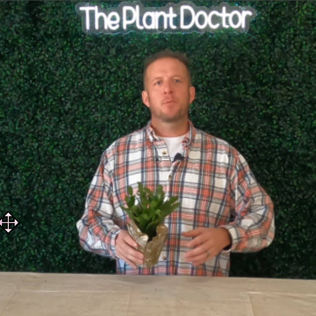 The Plant Doctor - YouTube