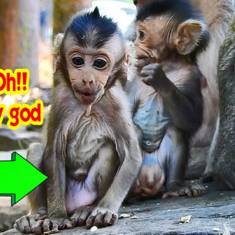 Monkey cute LL