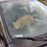 Автор