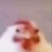 Photo of @chicken-kh3