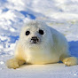 Amy the harp seal - @harpieseal - Youtube