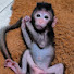 jKdk2s-WUNc-channel-avatar-Mr.animal