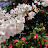 @cherryblossom77