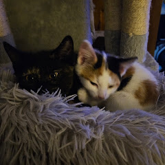 The Kittens Guru 