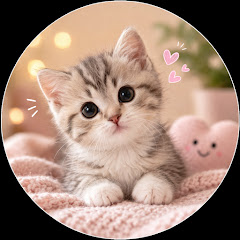 Avatar for YouTube creator cutiekitten
