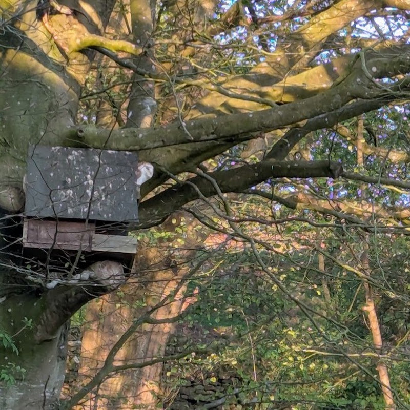 Ben Wright - Barn Owl Nest Box Cam logo