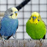cJj_HHzHZiw-channel-avatar-Adam Pet Budgies 