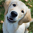 1Ux9atMx6_Q-channel-avatar-Wanna go for a WALK?!