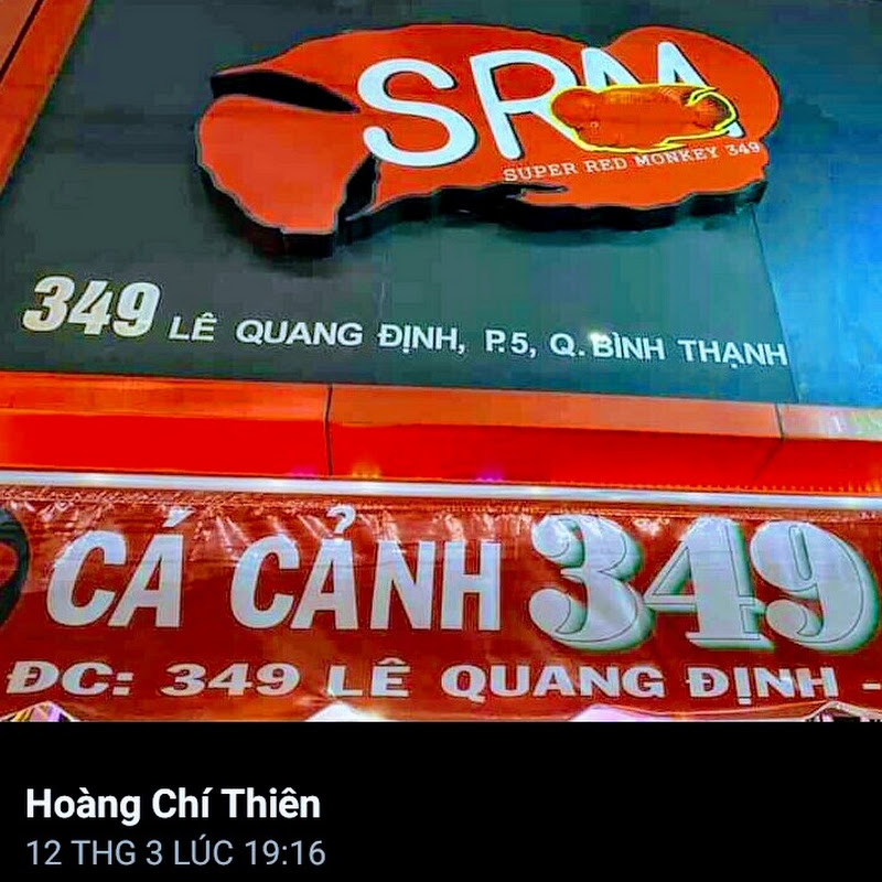 SHOP CÁ HUYẾT LONG CÁ LA HÁN 349