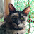 @chimkennuggets3993's avatar