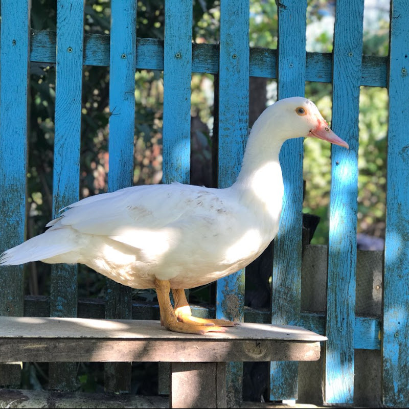 🐥Роман Стасюк 🐤 Ромашкове подвір'я Life  Logo