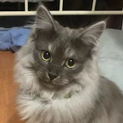 保護猫兄弟うりとらチャンネル