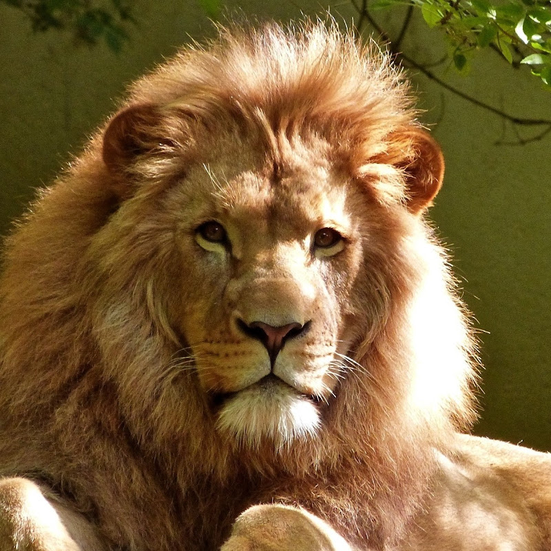 Animal Kingdom Archive