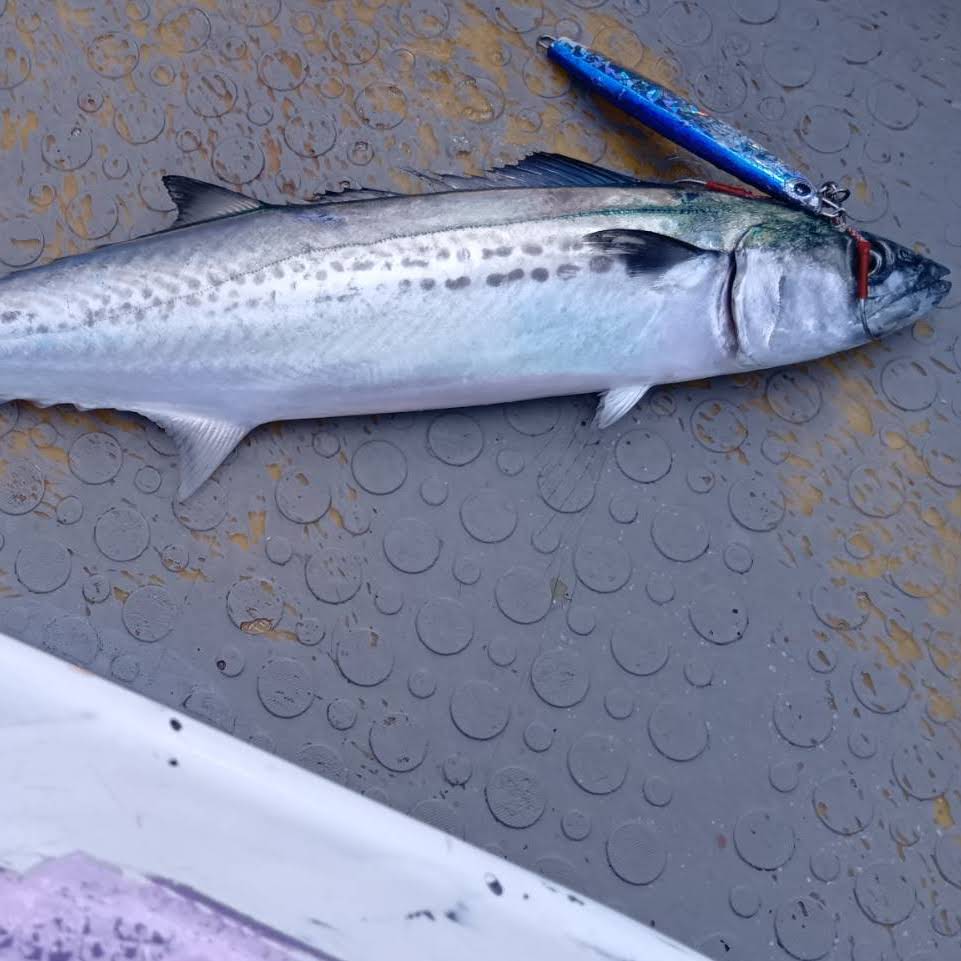 【専用】大物泳がせリーダー80号 5セット 泳がせリーダーナイロン80号5m大物泳がせ用 | フィッシングアリーズ