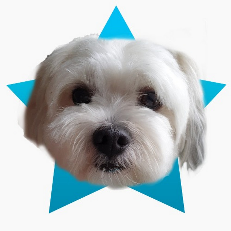 Malshi Dog