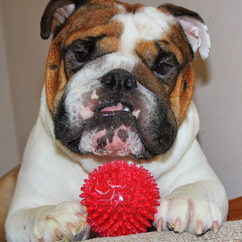 THE BULLDOG MOM