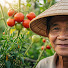 RPLBsKBfouY-channel-avatar-Kebun Mbah Budi