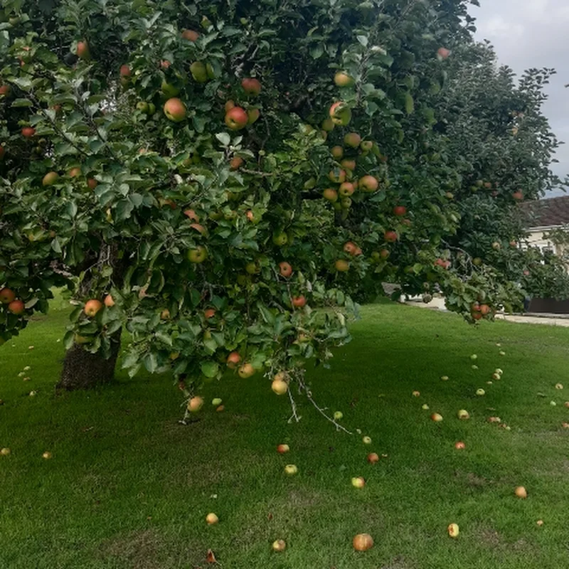 Take the WORD at its Word!