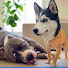 rDWRVBws2xU-channel-avatar-Little PETS Moments